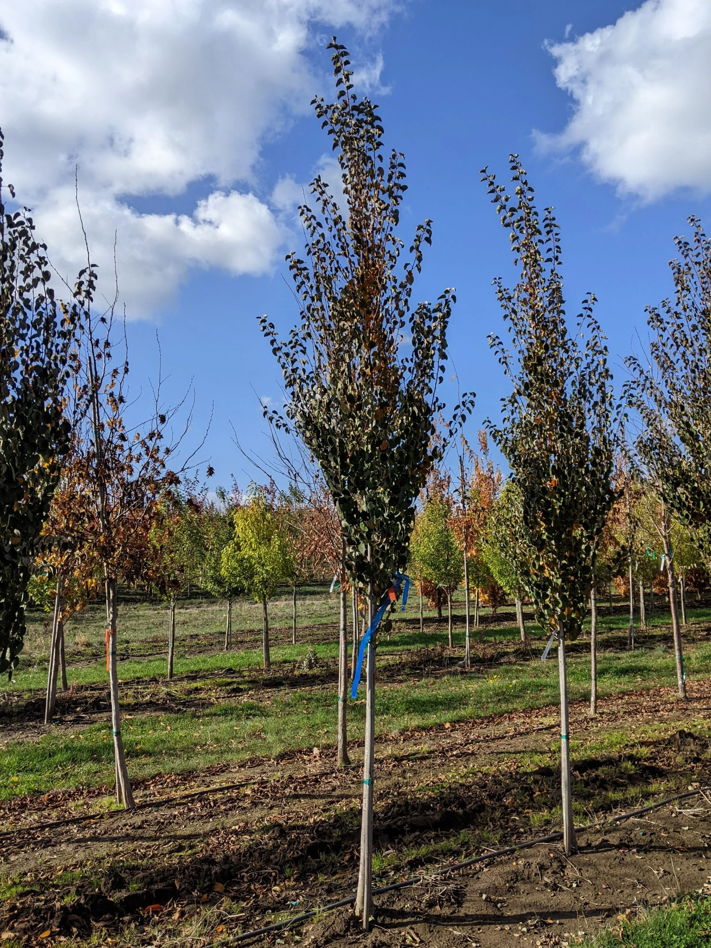 Red Fox Katsura Tree | Cercidiphyllum japonicum 'Rotfuchs